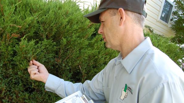 Custom tree and shrub care: Going above and beyond the basics of landscaping (with related video)