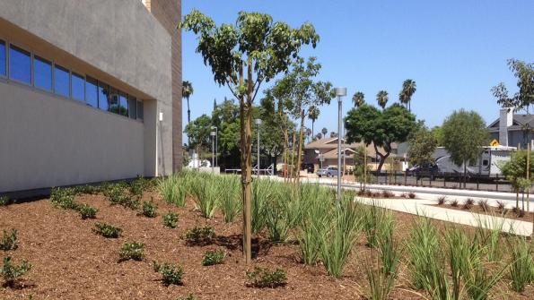 Mulch makes a difference at school in drought-stricken California