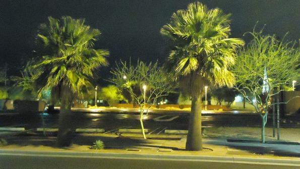 Phoenix to divert palm fronds from landfills, use as animal feed