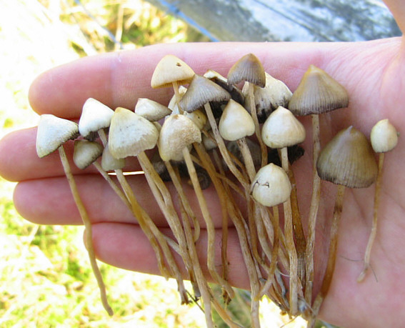 Denver voters approve psilocybin mushroom decriminalization