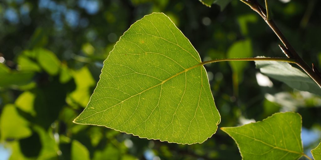 Can this new technology make planting trees an affordable way for cities to clean-up contaminated sites?