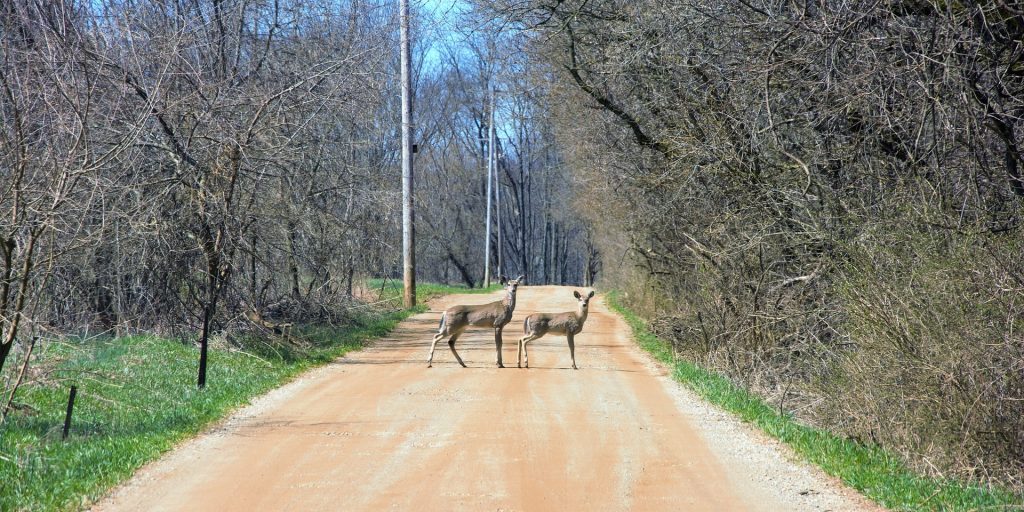 Federal Highway Administration launches first-ever $350M wildlife crossings grant program